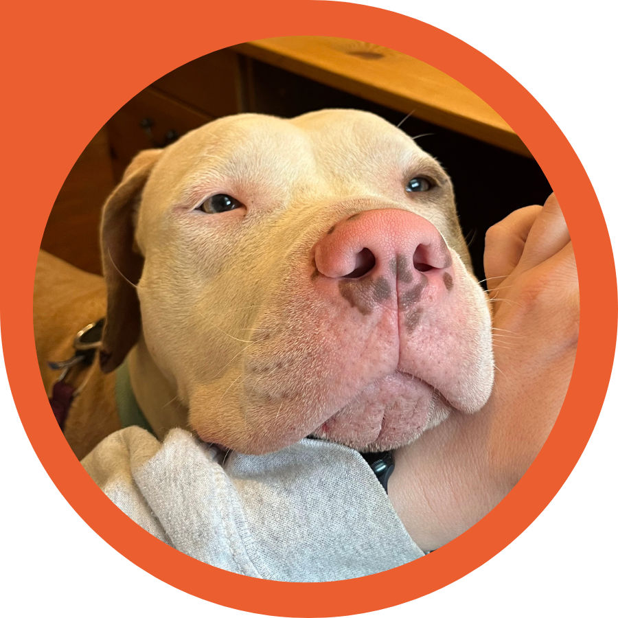 dog leans head on hand