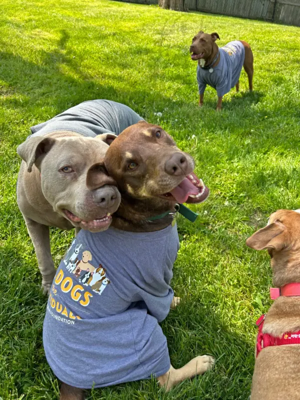 All Dogs Are Individuals - Unisex Triblend Tee - Image 2