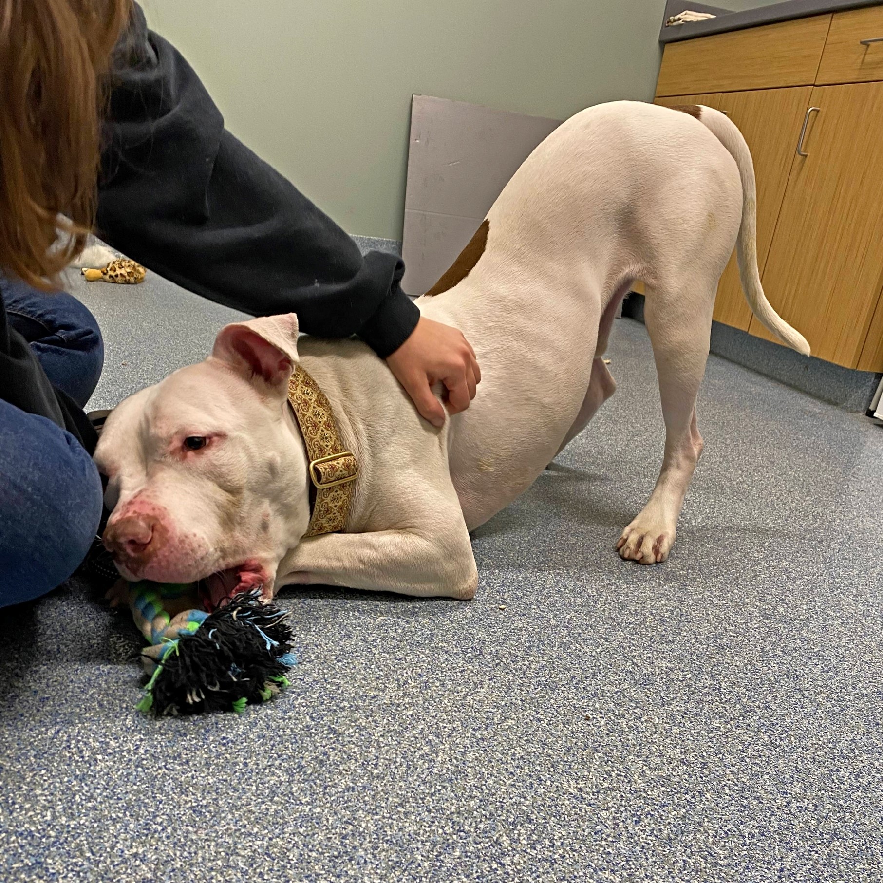 Apply Now for Our 2022 Community and Shelter Grants to Help People and Dogs Apply Now for Our 2022 Community and Shelter Grants to Help People and Dogs