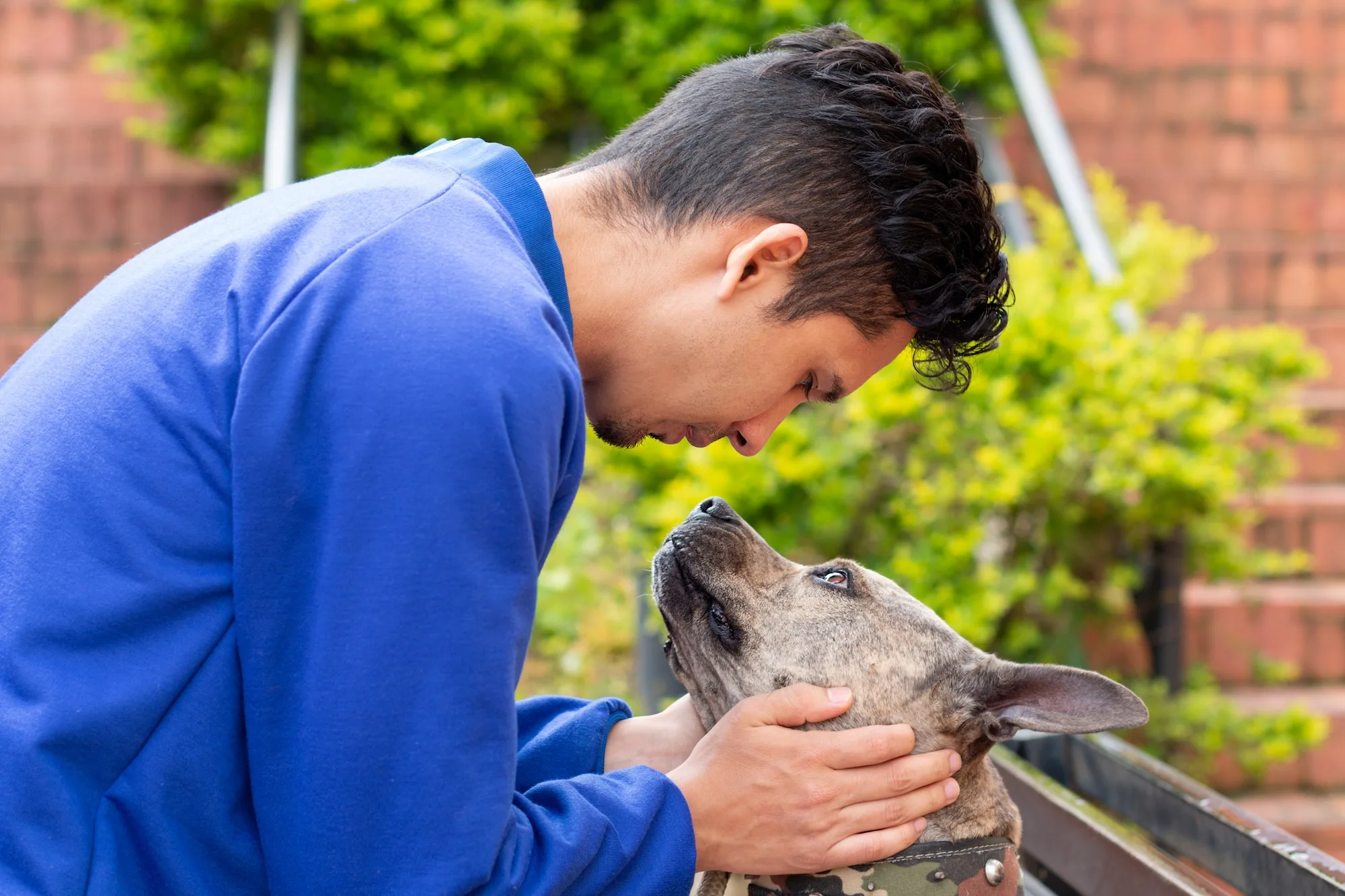 Man kissing his cute pitbull dog. Pitbull that is not dangerous. Dog in brindle color.