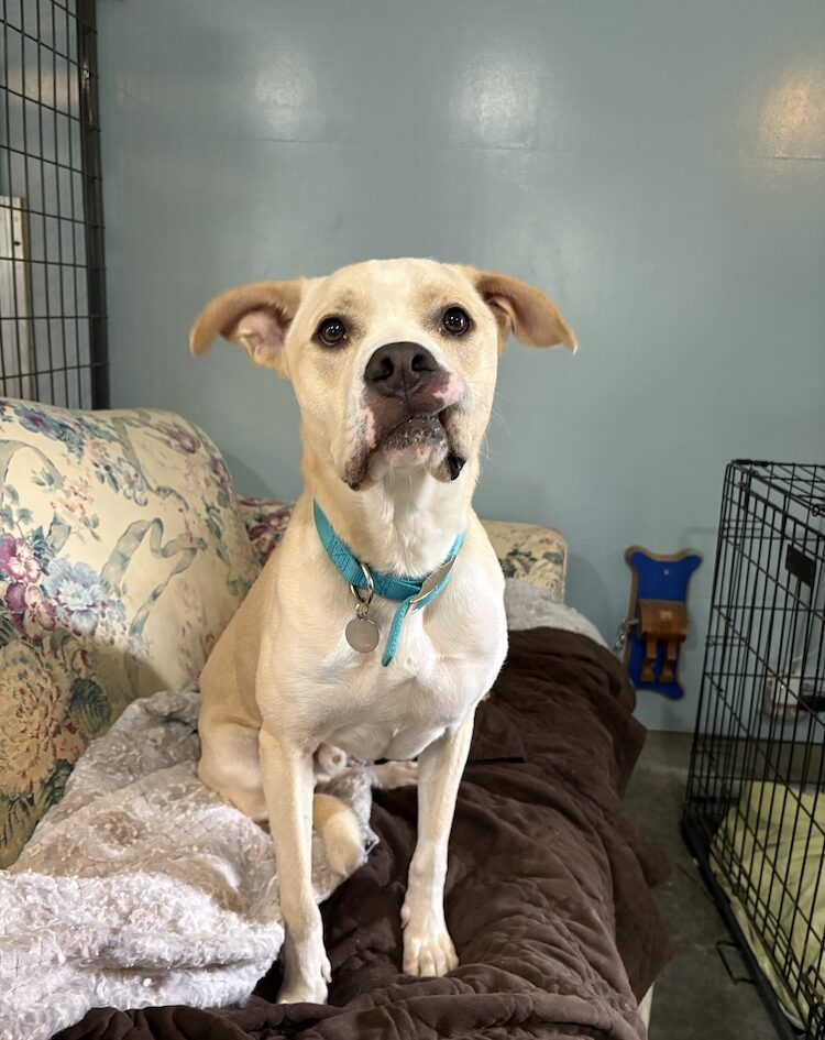 Light tan and white dog looks into camera with one tooth out, sitting on a couch in a shelter or rescue setting