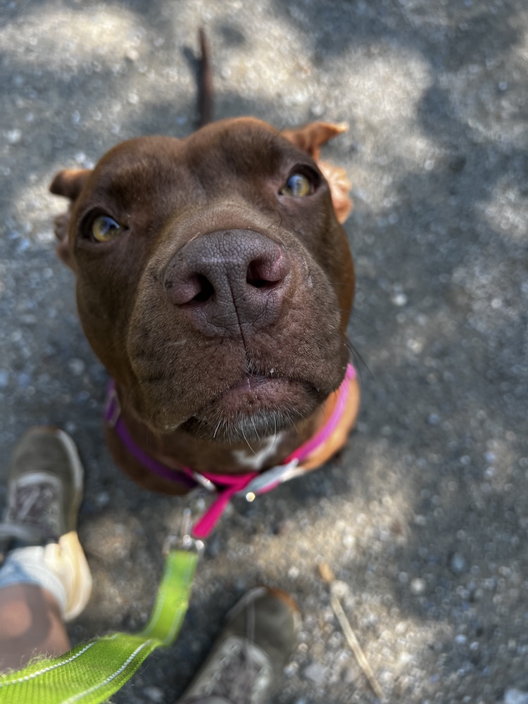 Chocolate-y brown dog sits on dappled pavement and looks up into the camera
