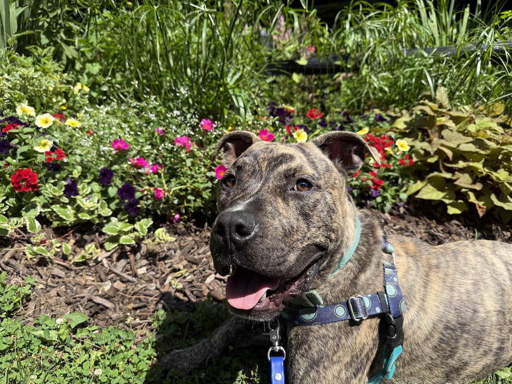 Brindle dog in the sunshine lays in front of a flower bed