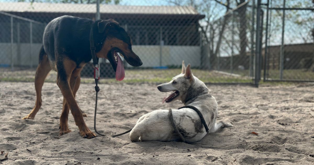 Apollo playing with another dog while in the Triple E program