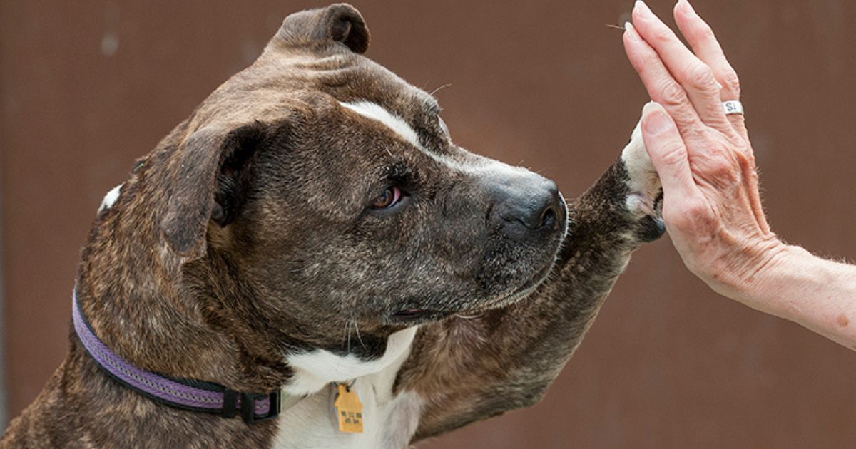Brindle dog gives a high five