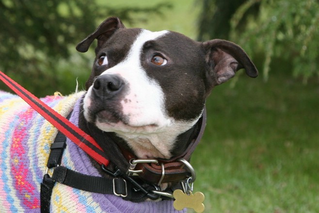 Black and white dog in a sweater looks toward her handler