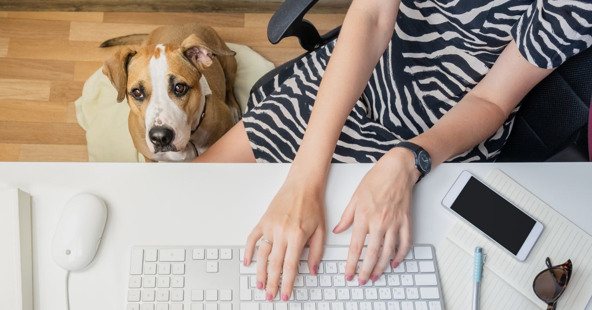 Dog looks up at person typing on the computer