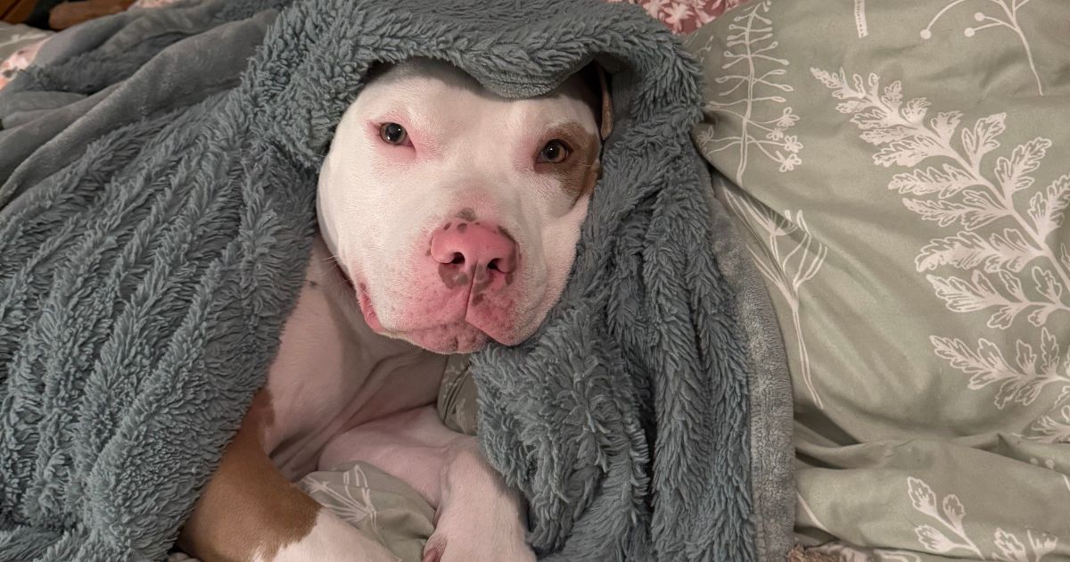 White and tan dog is snuggled in a green blanket on a bed in his foster home