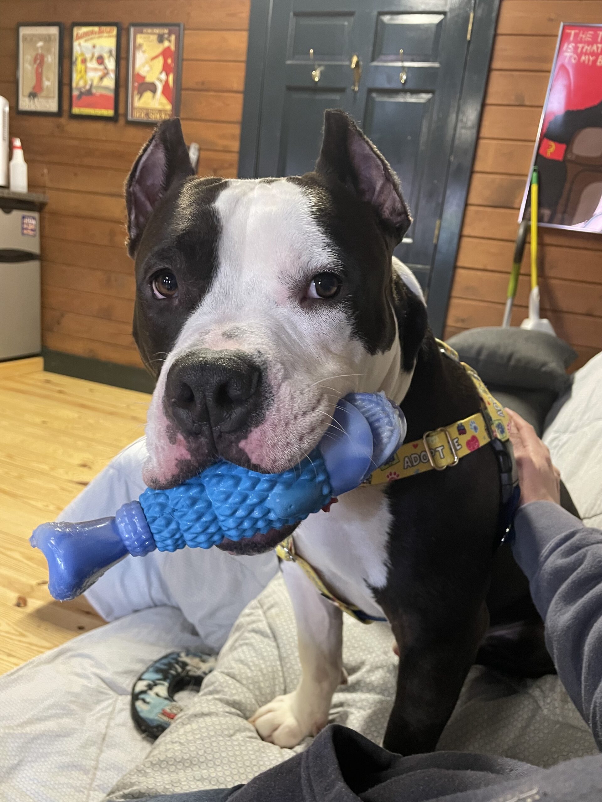 Cropped eared dog has a blue fish toy in mouth