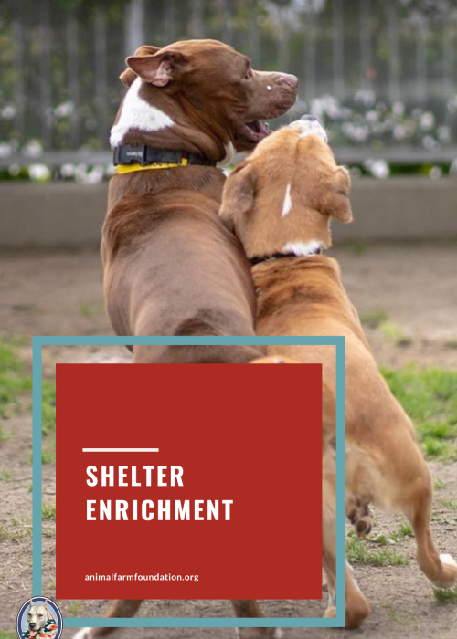 Copy of 2019 Kennel Enrichment leaflet