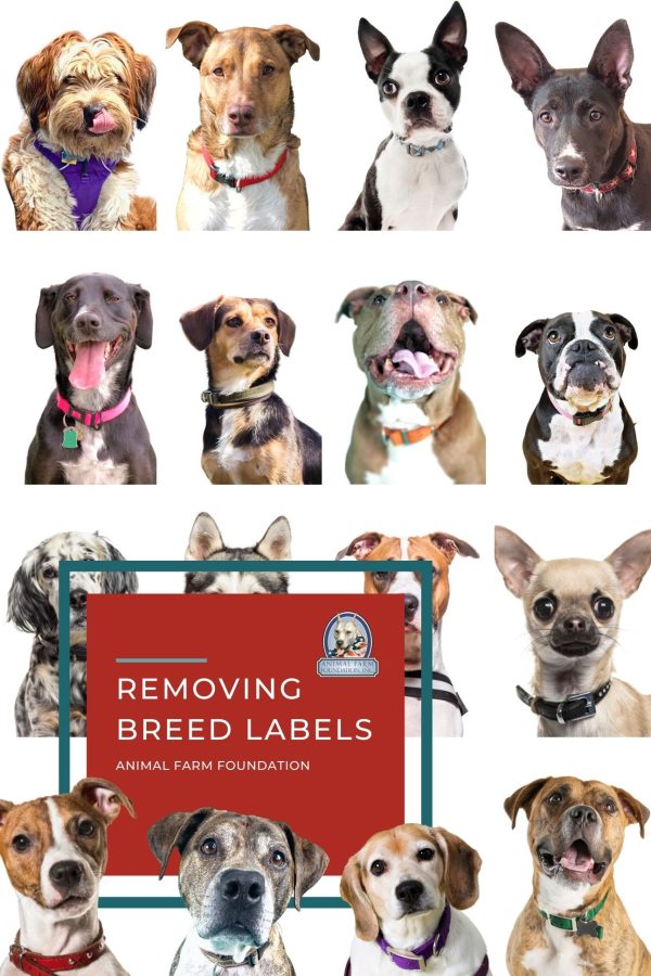 NEW 2021 Breed Labels ebook