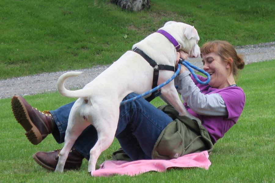 pit bull dog gives kisses