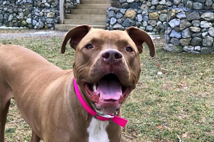 pit bull dog smiling