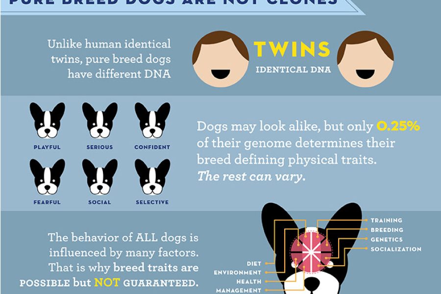 purebreeds are not clones