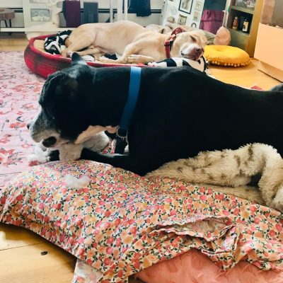 tommy and toast 2